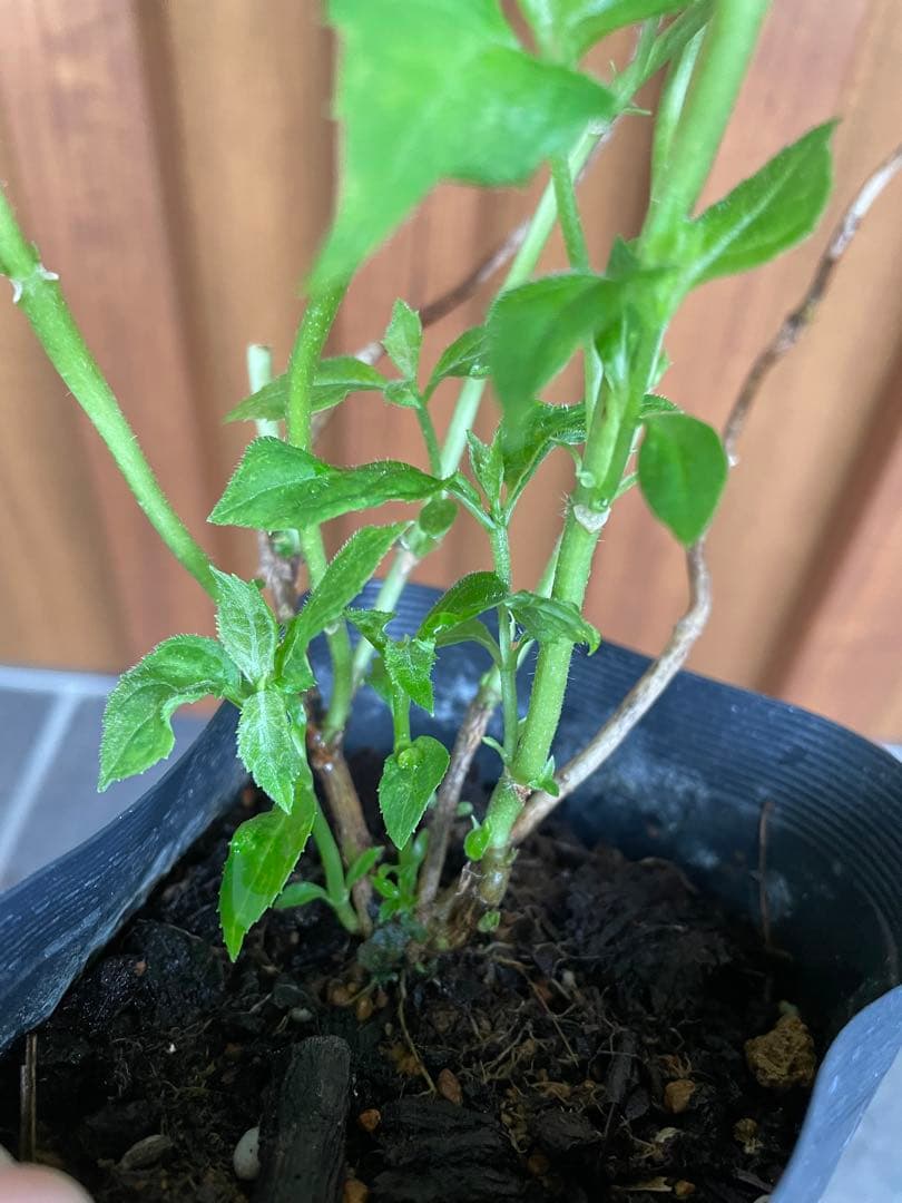 【花苗】ヤマアジサイ　伊予獅子てまり　ポットごと発送　紫陽花　山紫陽花