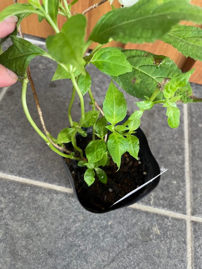 【花苗】ヤマアジサイ　伊予獅子てまり　ポットごと発送　紫陽花　山紫陽花