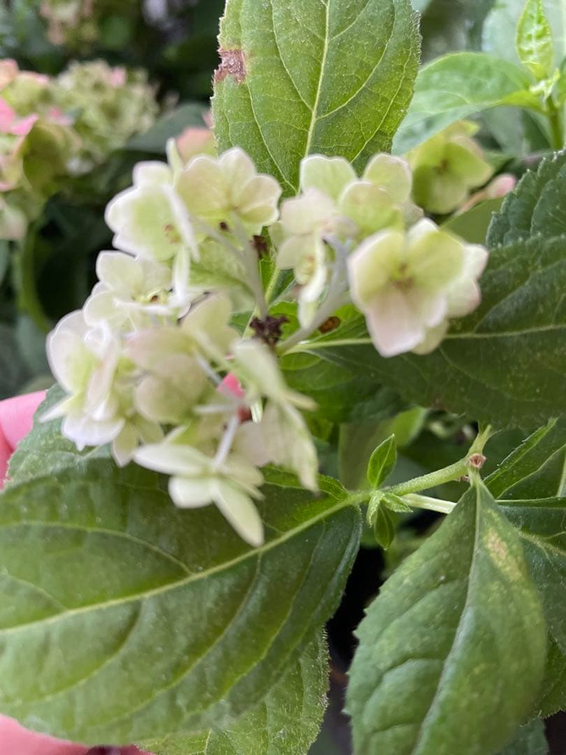 【花苗】ヤマアジサイ　伊予獅子てまり　ポットごと発送　紫陽花　山紫陽花