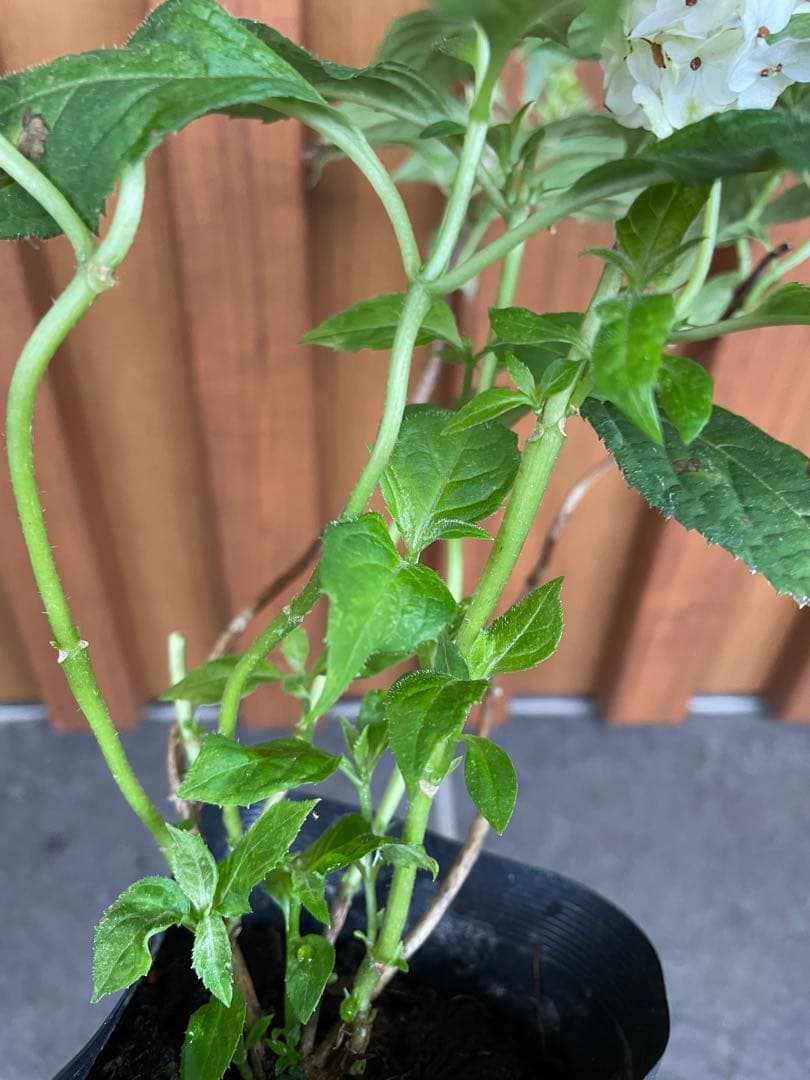 【花苗】ヤマアジサイ　伊予獅子てまり　ポットごと発送　紫陽花　山紫陽花