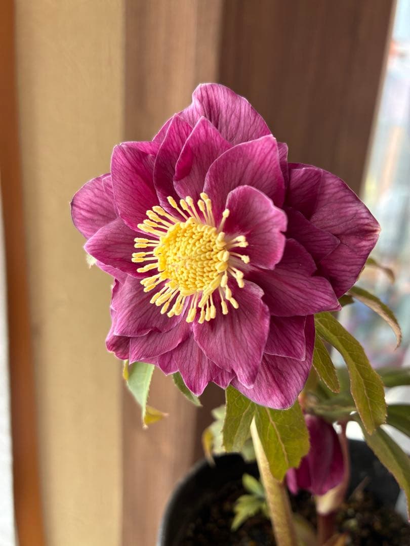 ♡広瀬園芸♡ DDワイン　オーレア