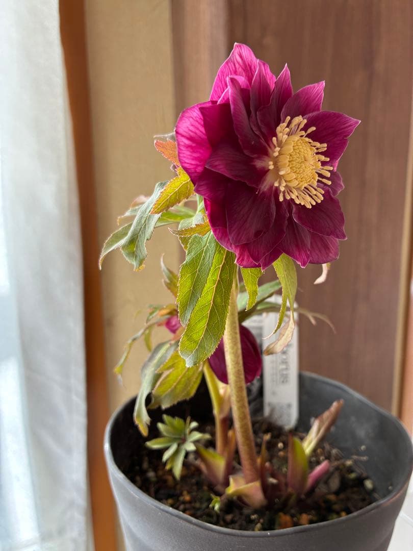 ♡広瀬園芸♡ DDワイン　オーレア