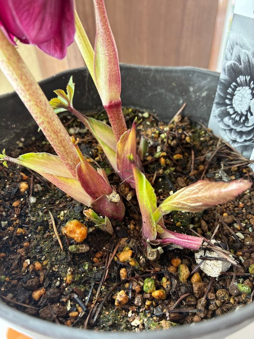 ♡広瀬園芸♡ DDワイン　オーレア