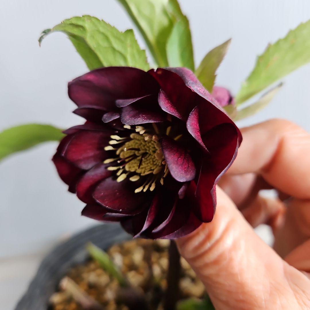 nile様ご購入苗㉕-215クリスマスローズ