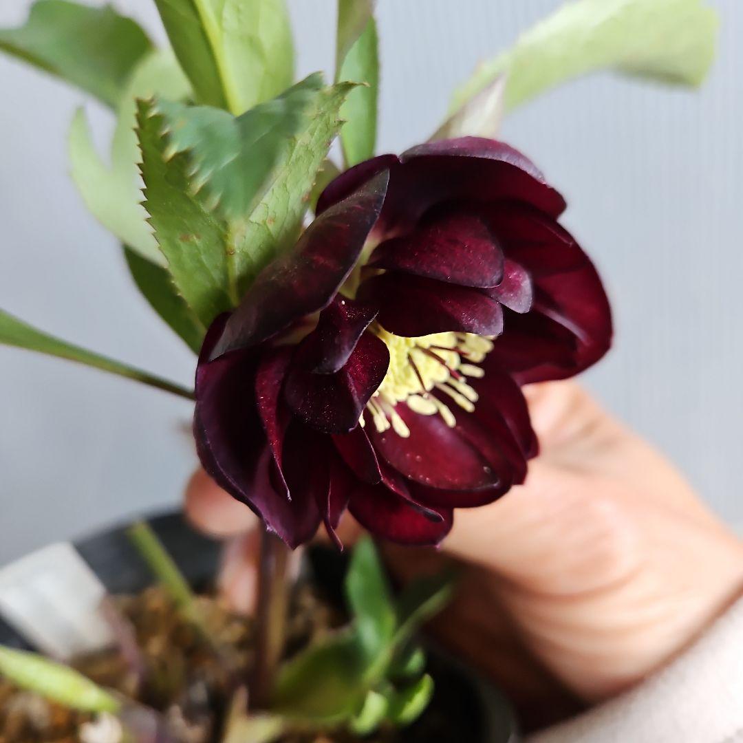 nile様ご購入苗㉕-215クリスマスローズ