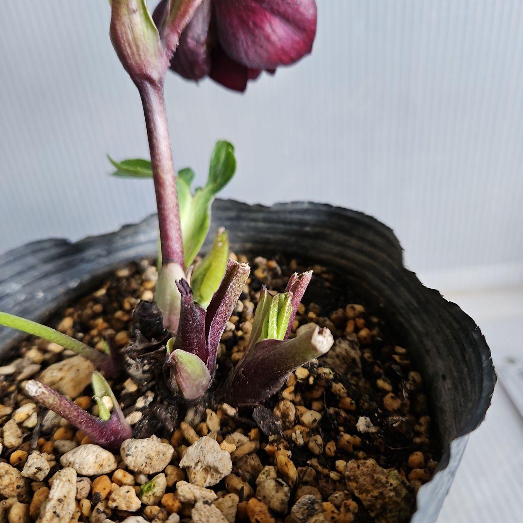 nile様ご購入苗㉕-215クリスマスローズ