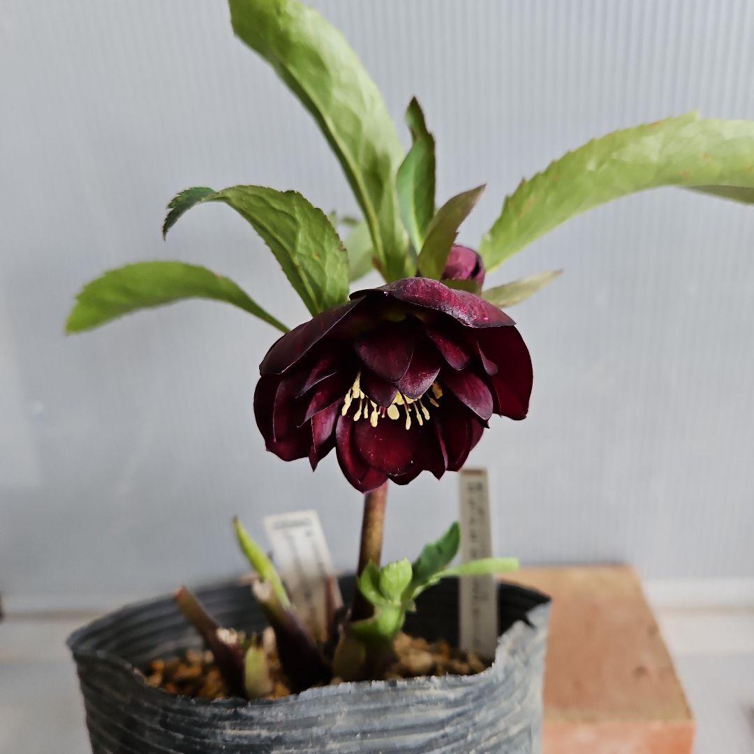 nile様ご購入苗㉕-215クリスマスローズ