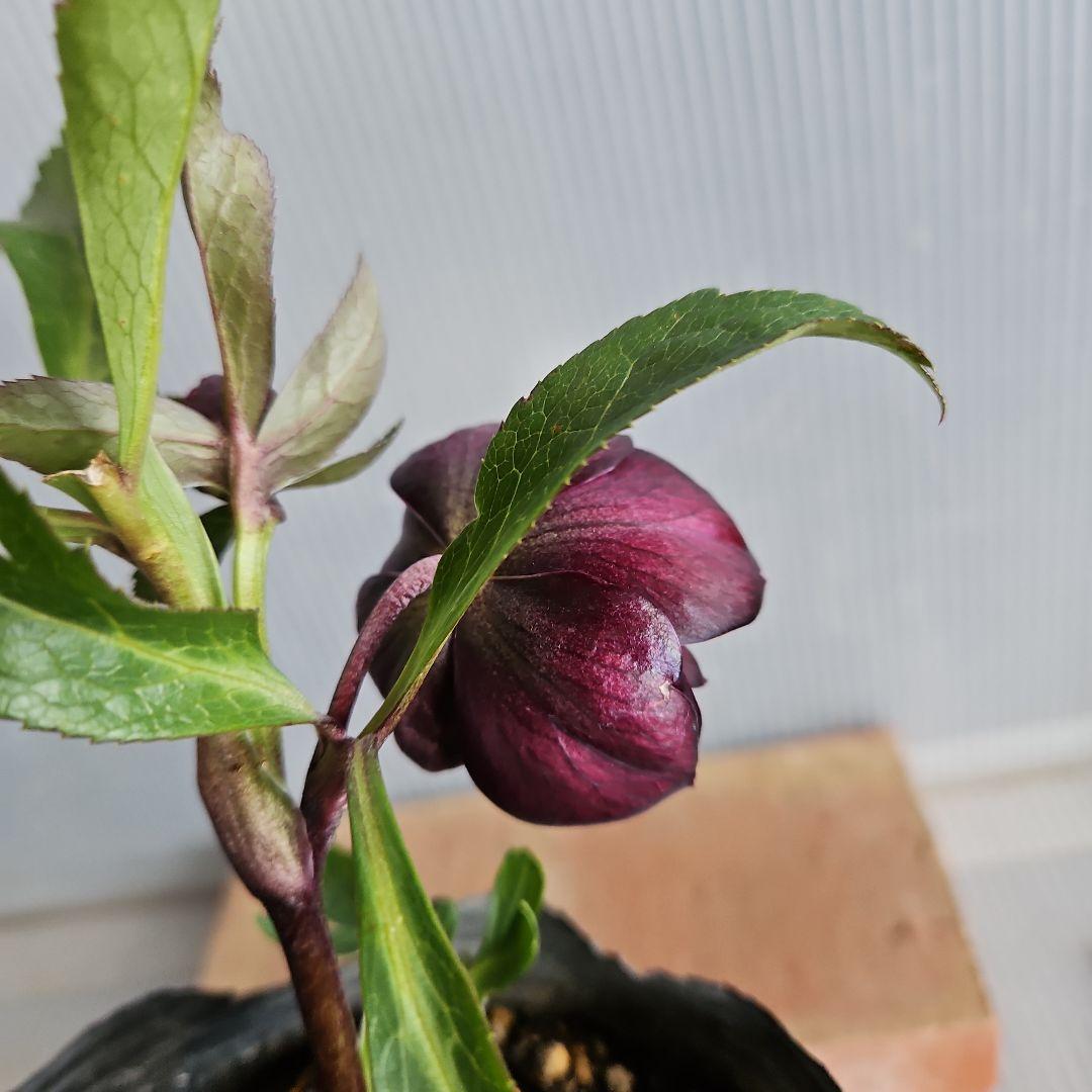 nile様ご購入苗㉕-215クリスマスローズ