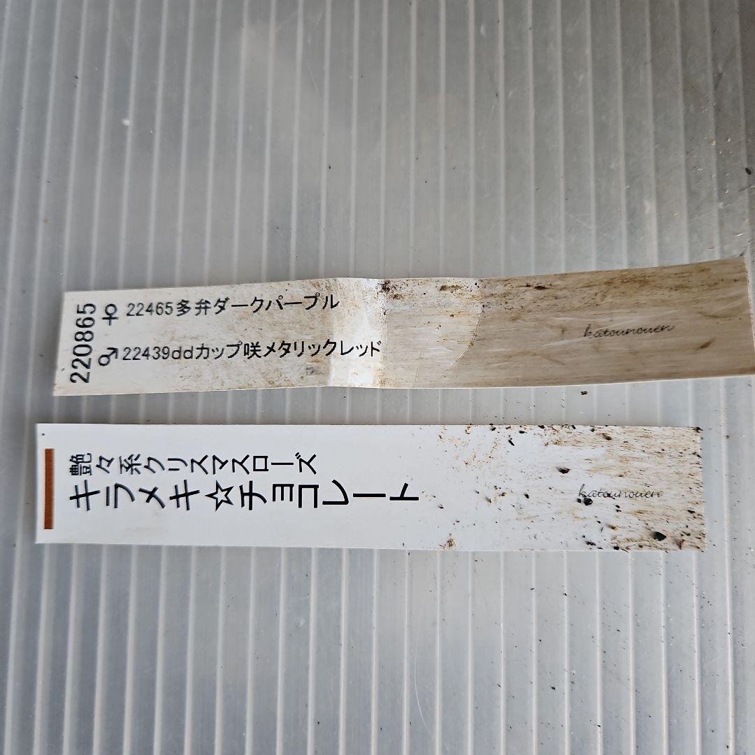 nile様ご購入苗㉕-215クリスマスローズ