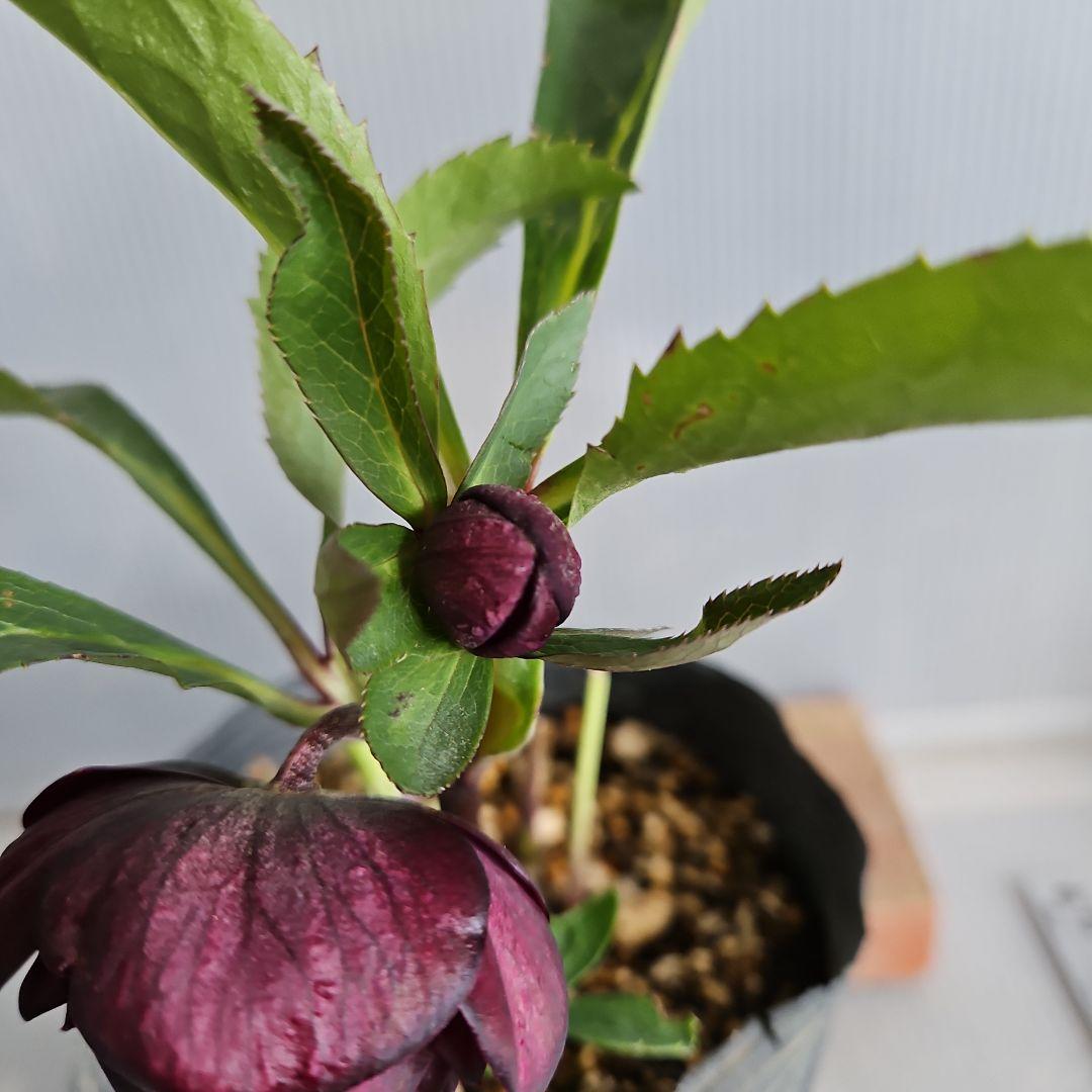 nile様ご購入苗㉕-215クリスマスローズ