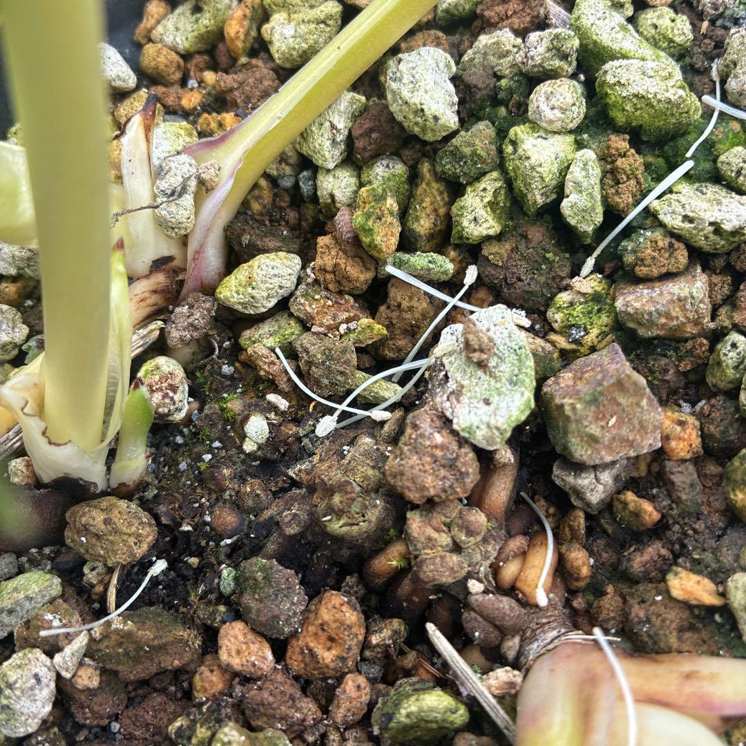 クリスマスローズ 加藤農園 オーレア 5寸 満開 - メルカリ