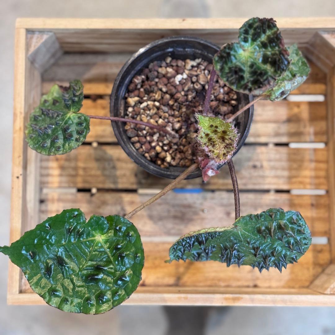 P*r様 59 S&P ベゴニア フェロックス トゲトゲ 寒さに強い - メルカリ