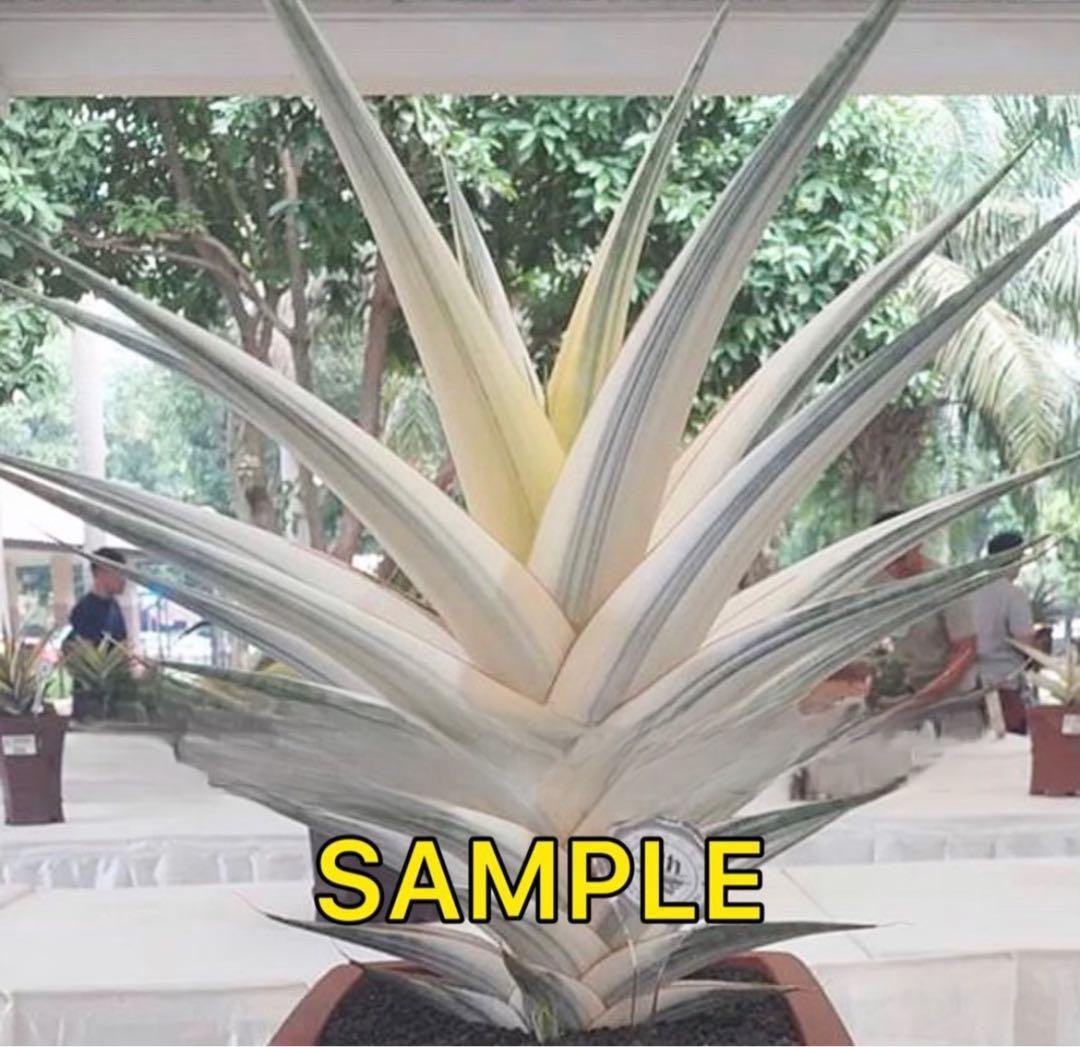 S12447☆オークション販売☆ サンスベリア スノーホワイト 極上斑入り