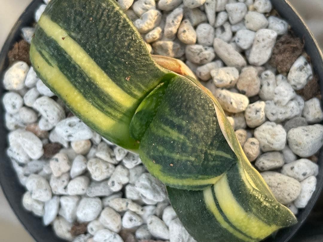 ガステリア 臥牛錦 3点セット - メルカリ