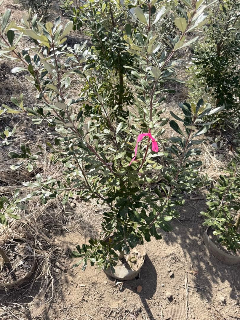 コーストバンクシア①