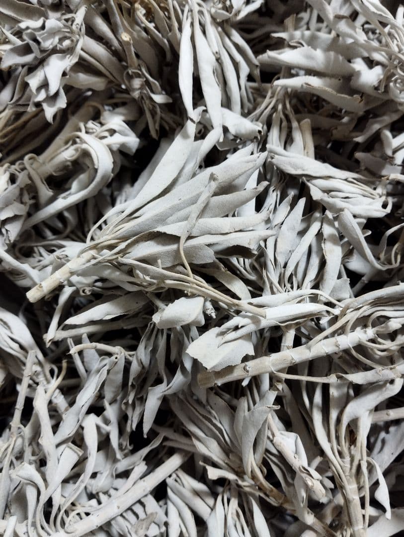 激安価格☆無農薬ホワイトセージ枝付きクラスター1kgお香浄化業務用価額