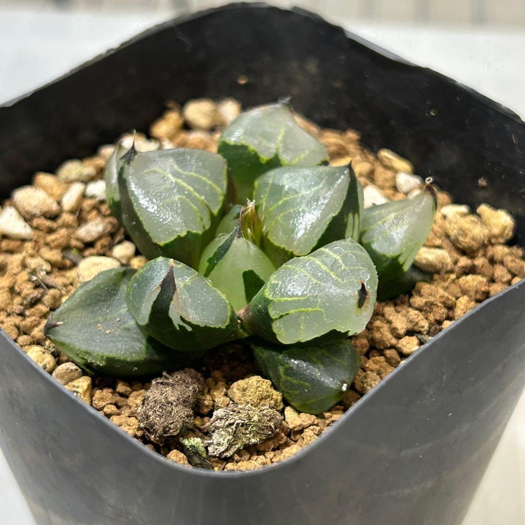 ハオルチア 裏般若特選 魔蠍大帝、 - メルカリ