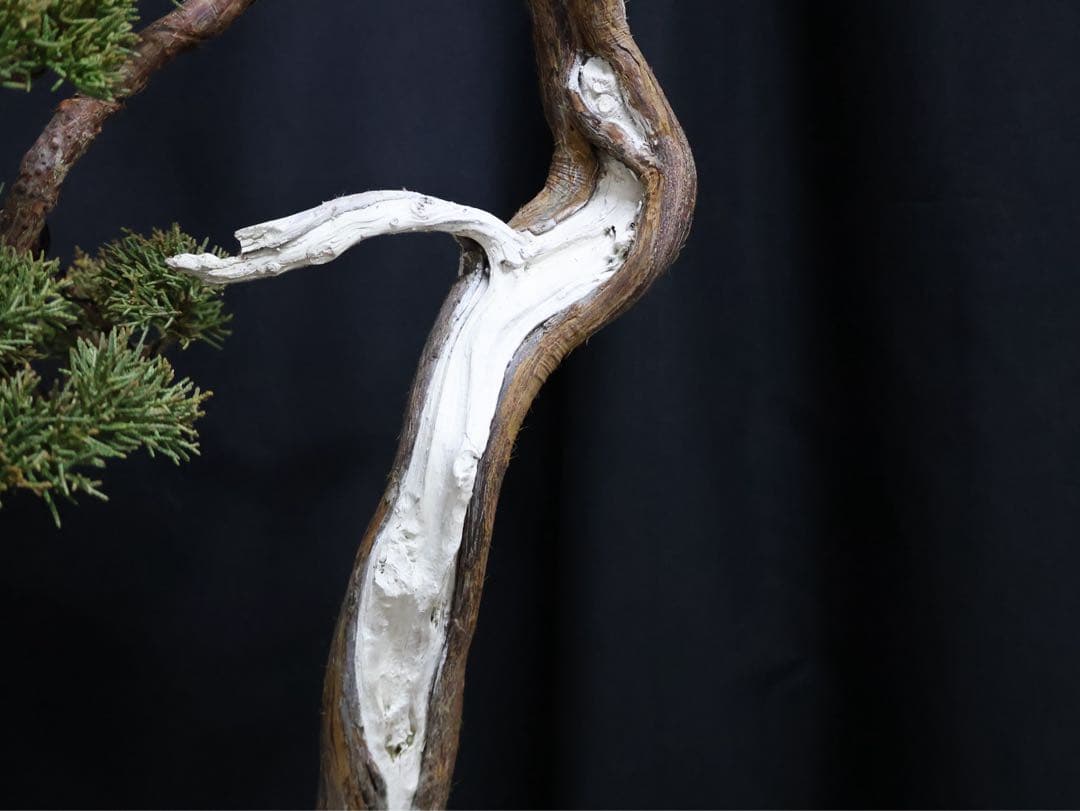 真柏 大品盆栽 シャリ芸 天シャリ　盆栽　樹高55cm