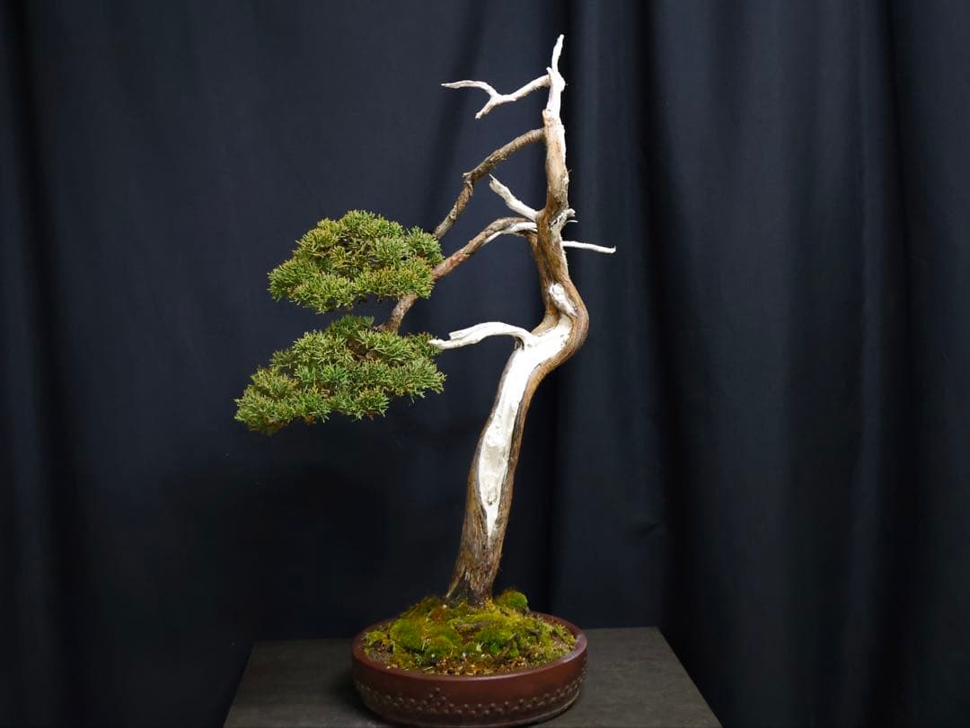 真柏 大品盆栽 シャリ芸 天シャリ　盆栽　樹高55cm