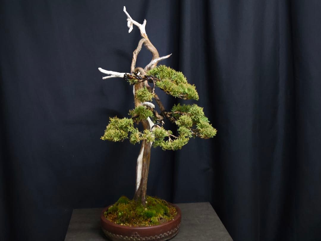 真柏 大品盆栽 シャリ芸 天シャリ　盆栽　樹高55cm