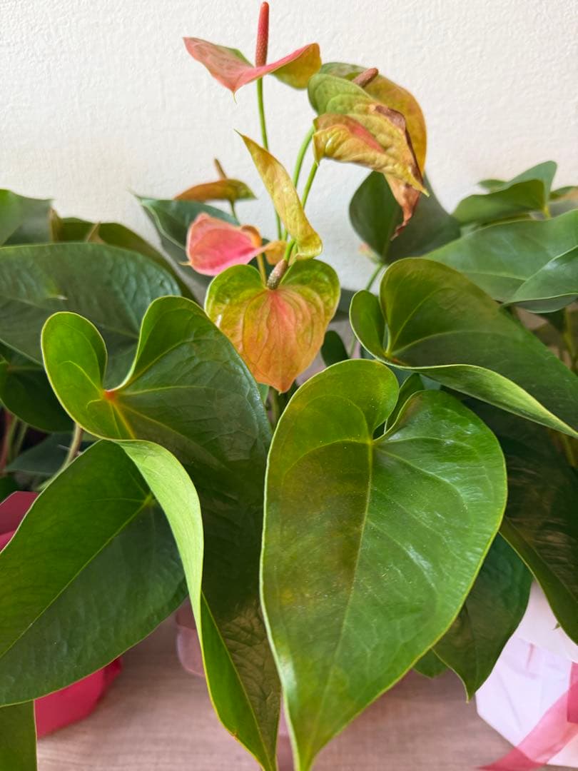 アンスリウム ミックス 鉢植え 約50cm 4鉢セット