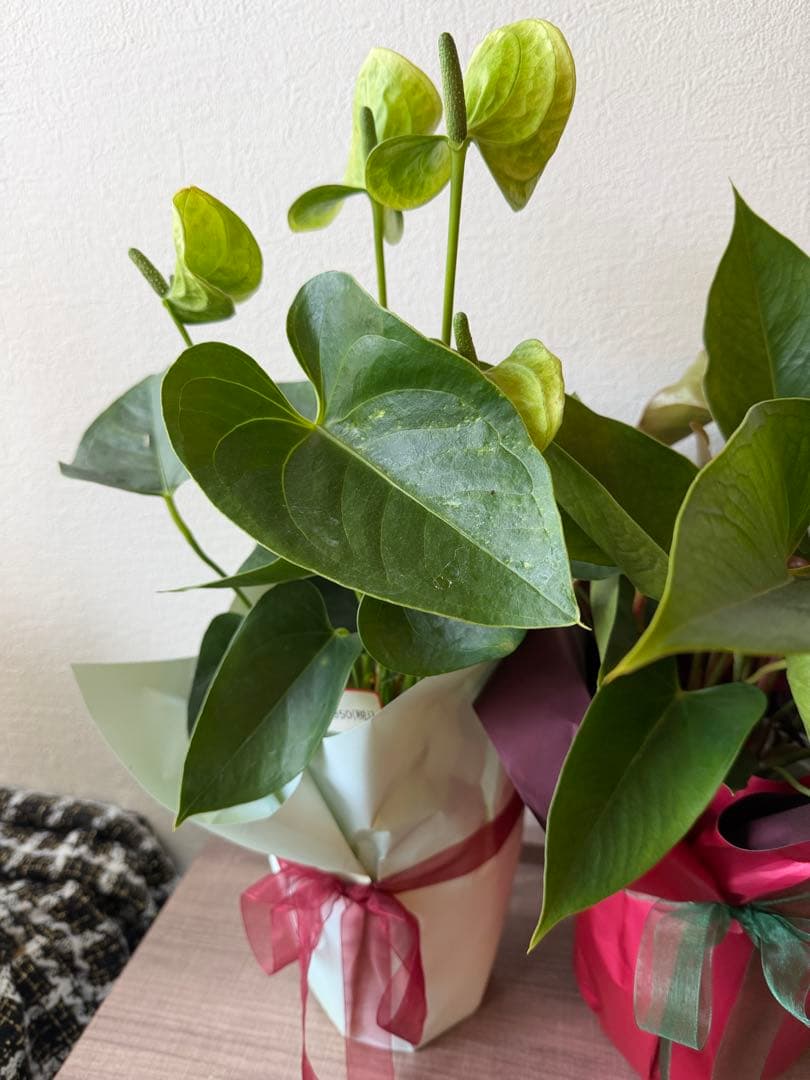 アンスリウム ミックス 鉢植え 約50cm 4鉢セット