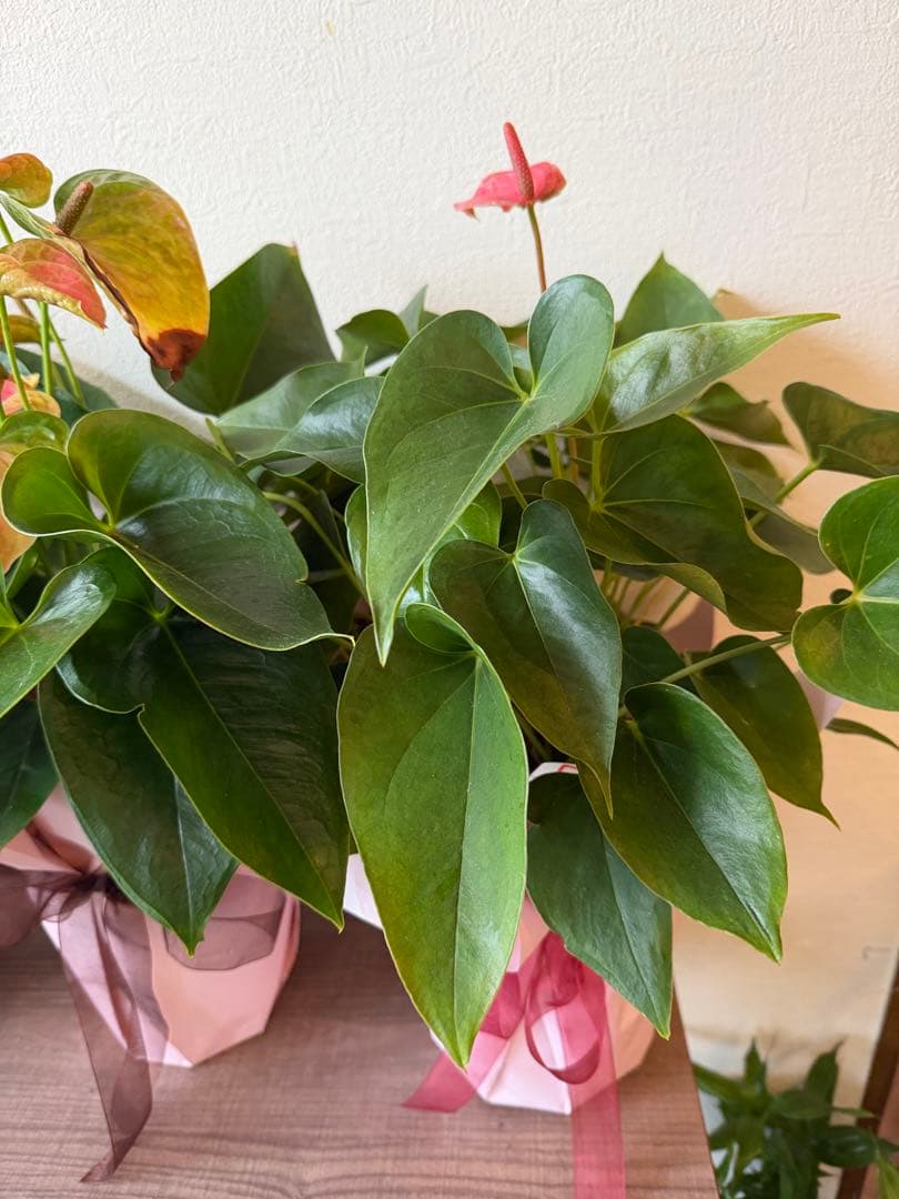 アンスリウム ミックス 鉢植え 約50cm 4鉢セット