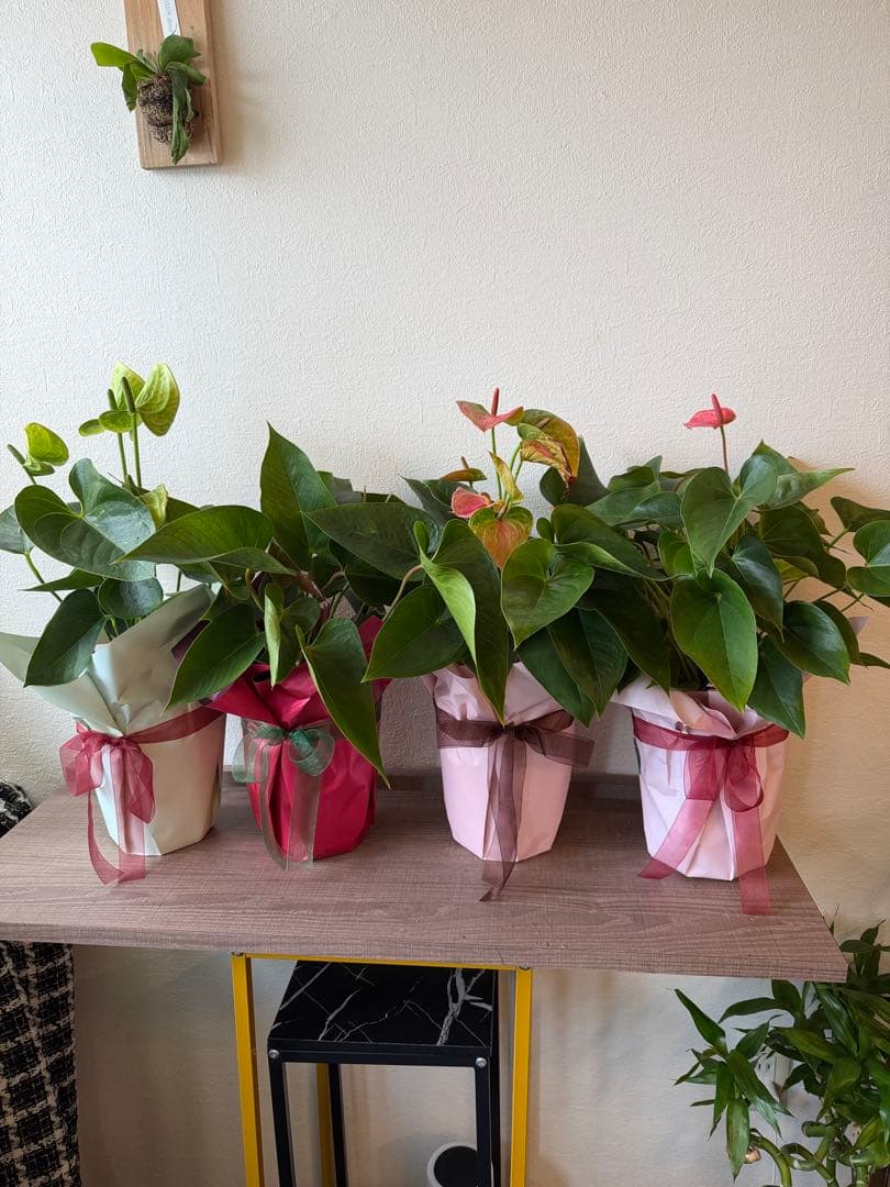 アンスリウム ミックス 鉢植え 約50cm 4鉢セット