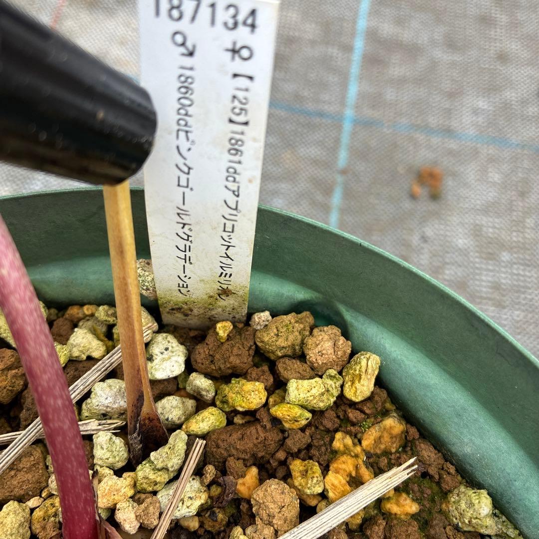 クリスマスローズ　ゴールド　加藤農園　６寸 開花途中