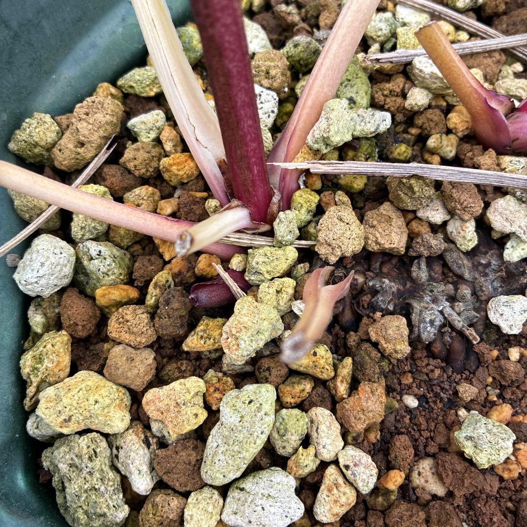 クリスマスローズ　ゴールド　加藤農園　６寸 開花途中