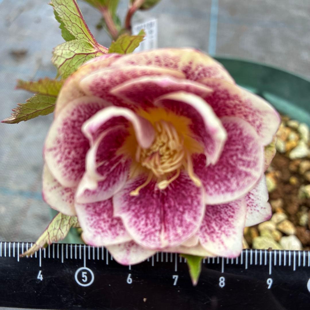 クリスマスローズ　ゴールド　加藤農園　６寸 開花途中