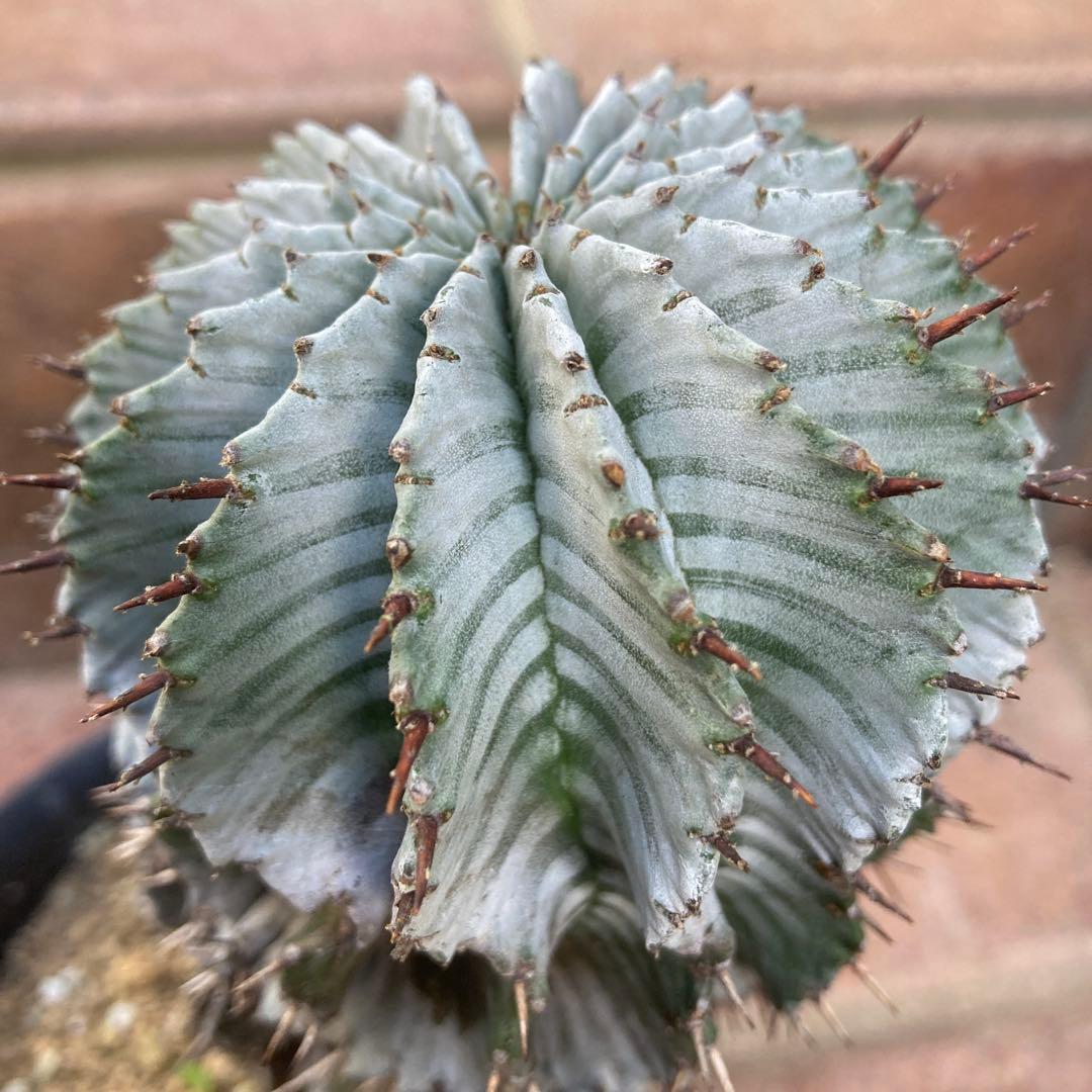 め*る様 ユーフォルビア　ホリダ