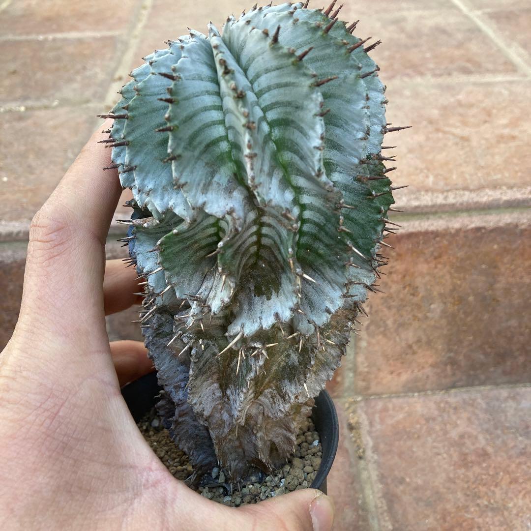 め*る様 ユーフォルビア　ホリダ