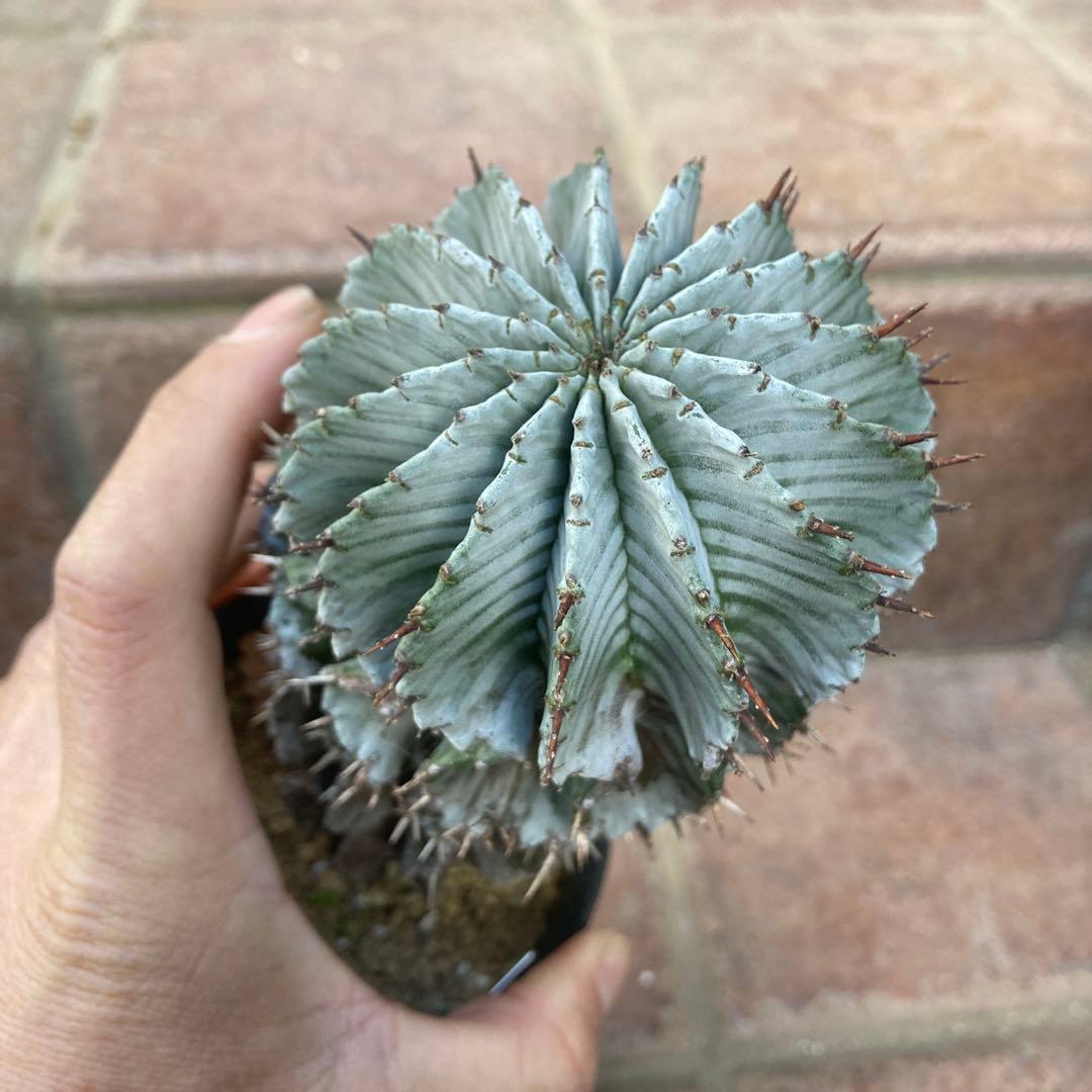 め*る様 ユーフォルビア　ホリダ