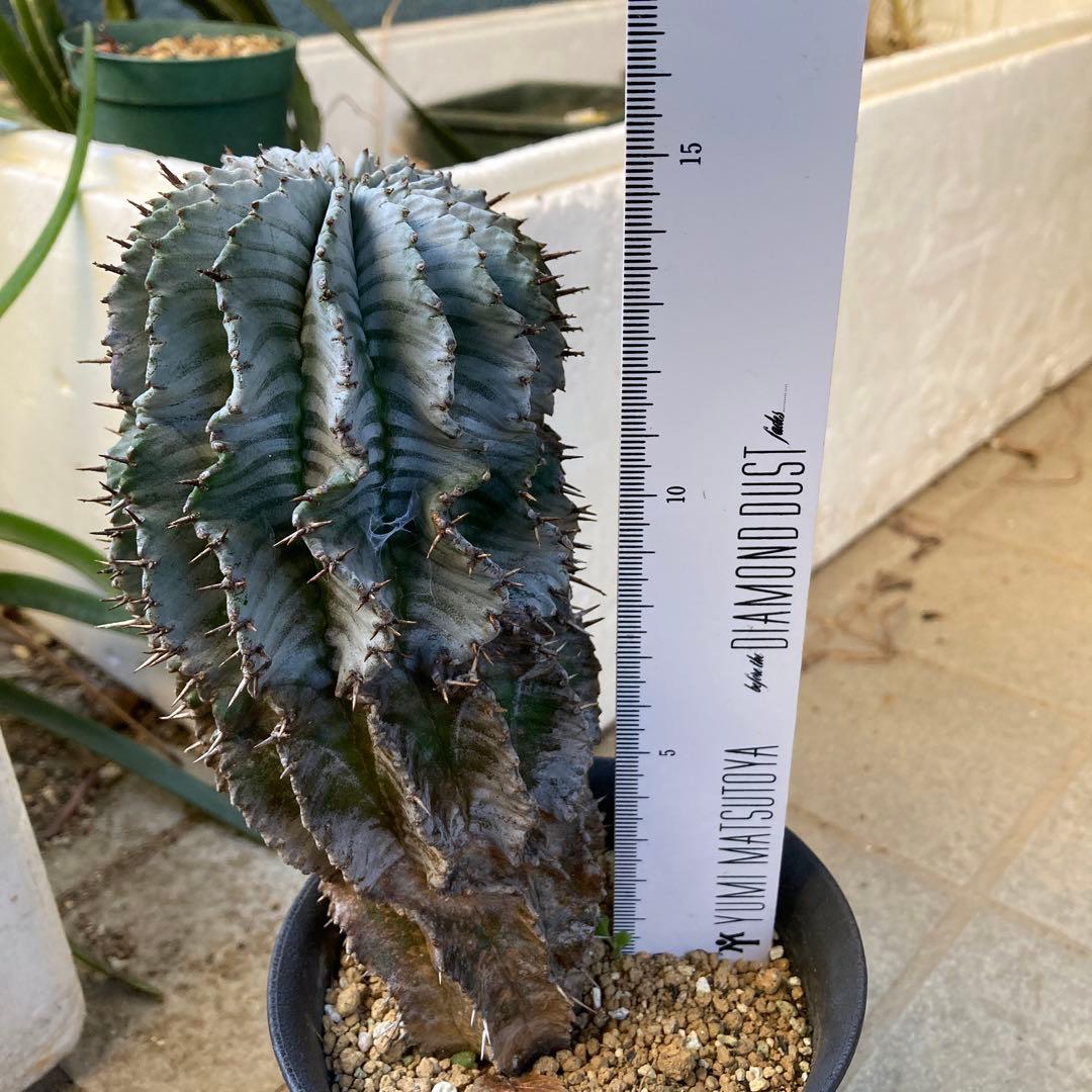 め*る様 ユーフォルビア　ホリダ