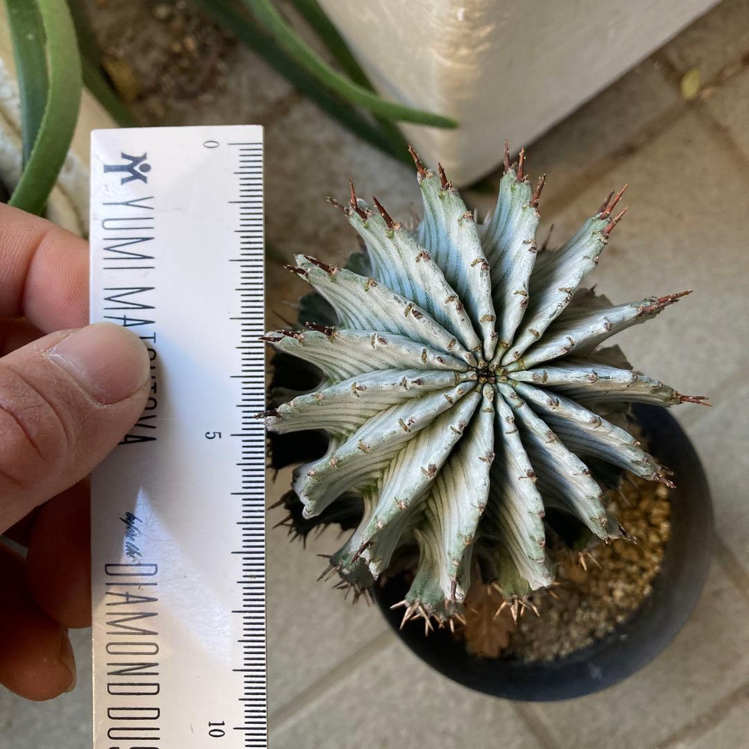 め*る様 ユーフォルビア　ホリダ