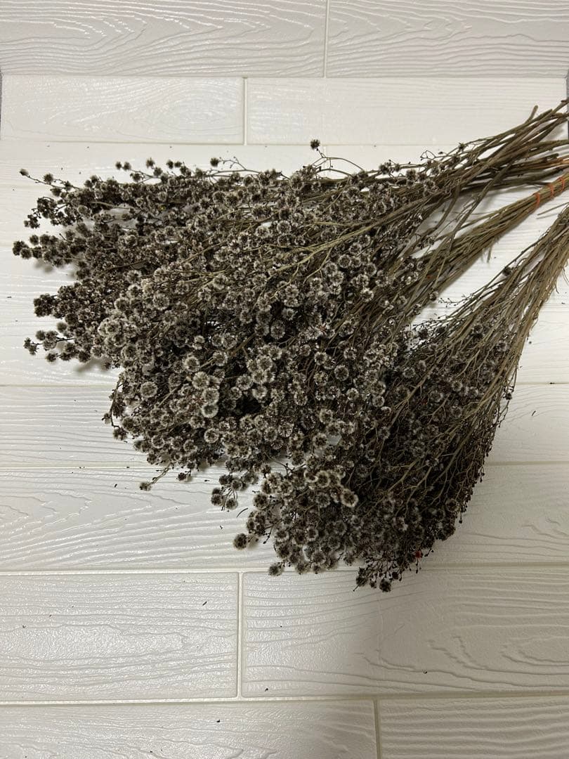 スターリンジア