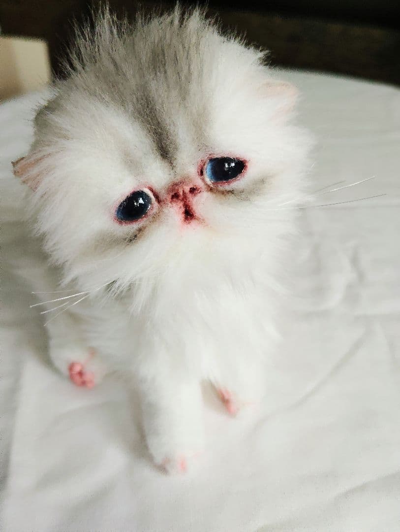 生後10日♡くりくりオメメの子猫ちゃん♡アートドール♡ぬいぐるみ♡