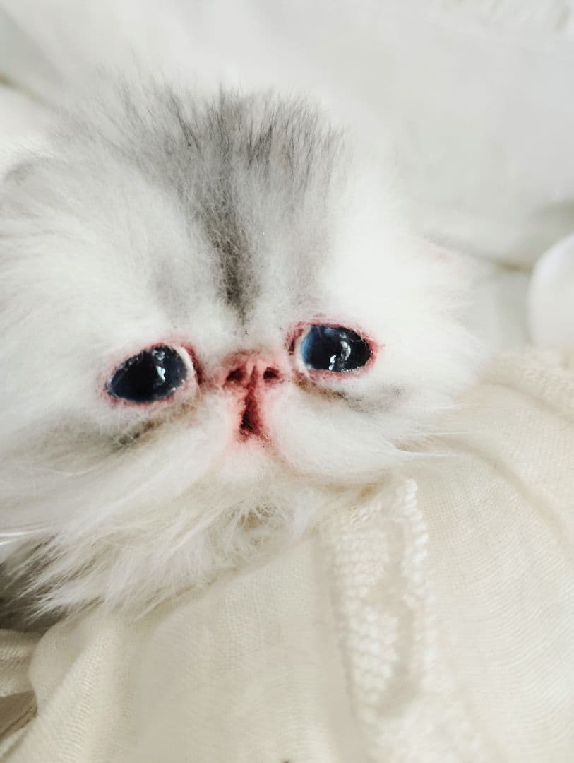 生後10日♡くりくりオメメの子猫ちゃん♡アートドール♡ぬいぐるみ♡