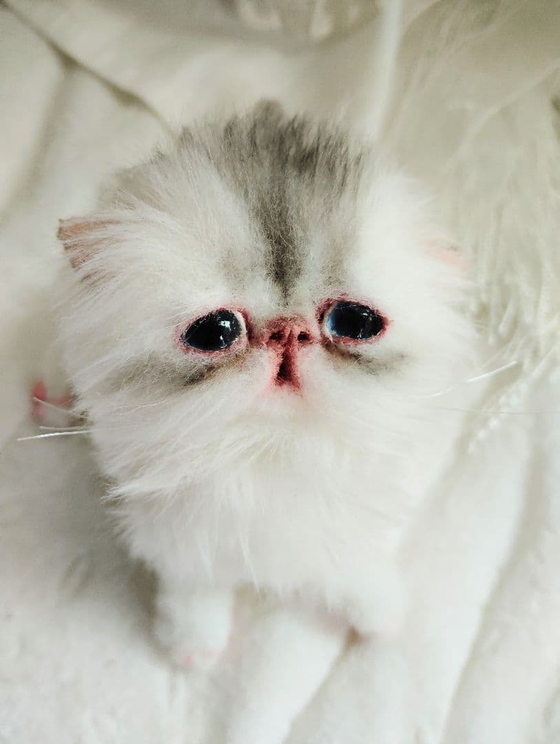 生後10日♡くりくりオメメの子猫ちゃん♡アートドール♡ぬいぐるみ♡