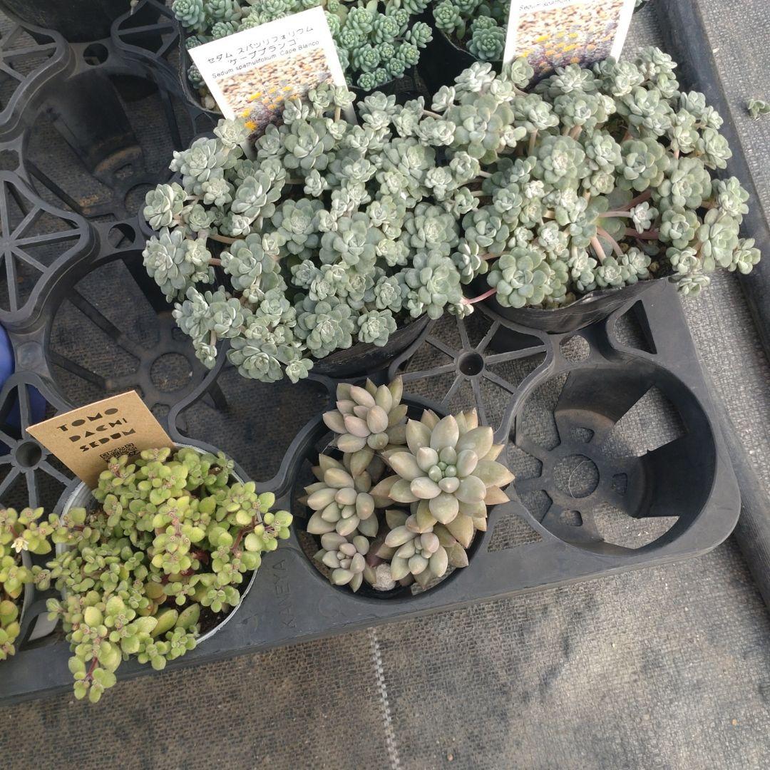 るるれれろさん専用