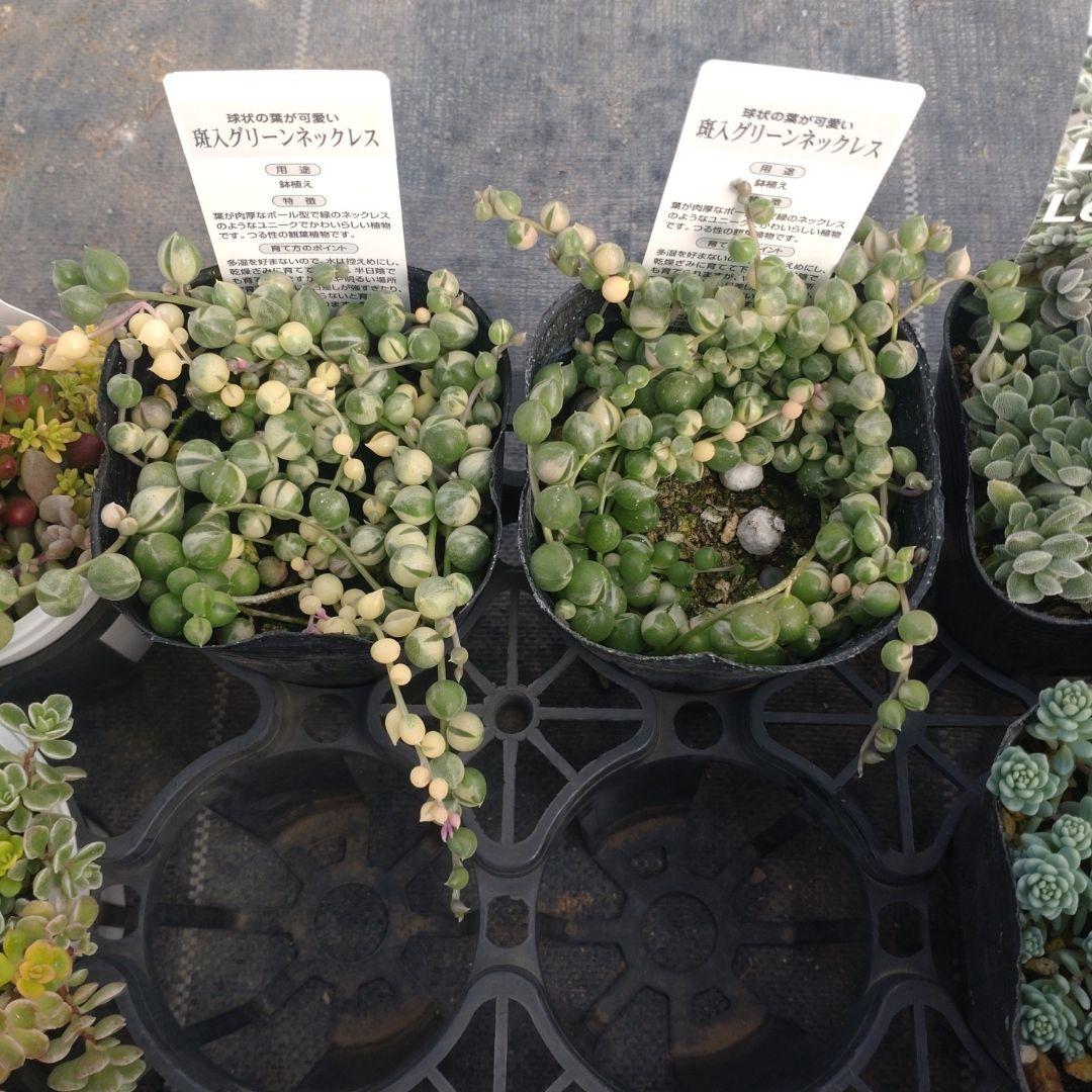 るるれれろさん専用