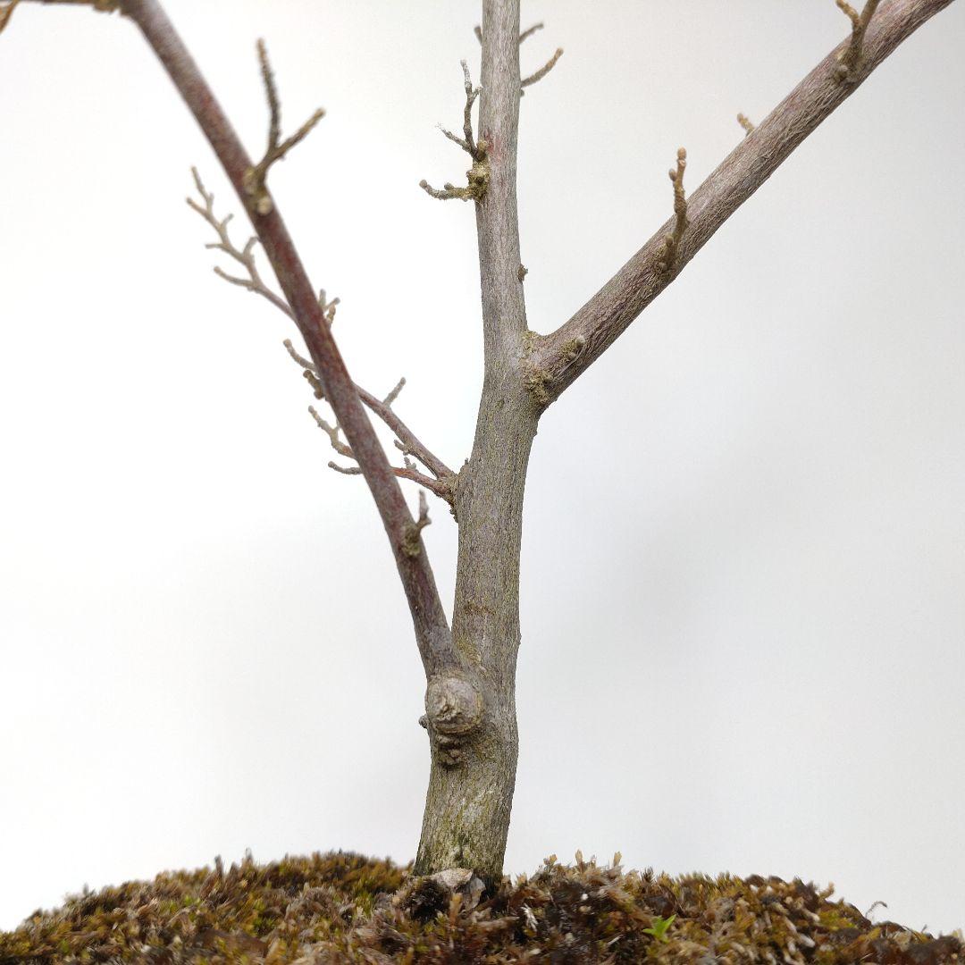 寒樹エゴノキ盆栽 SS015