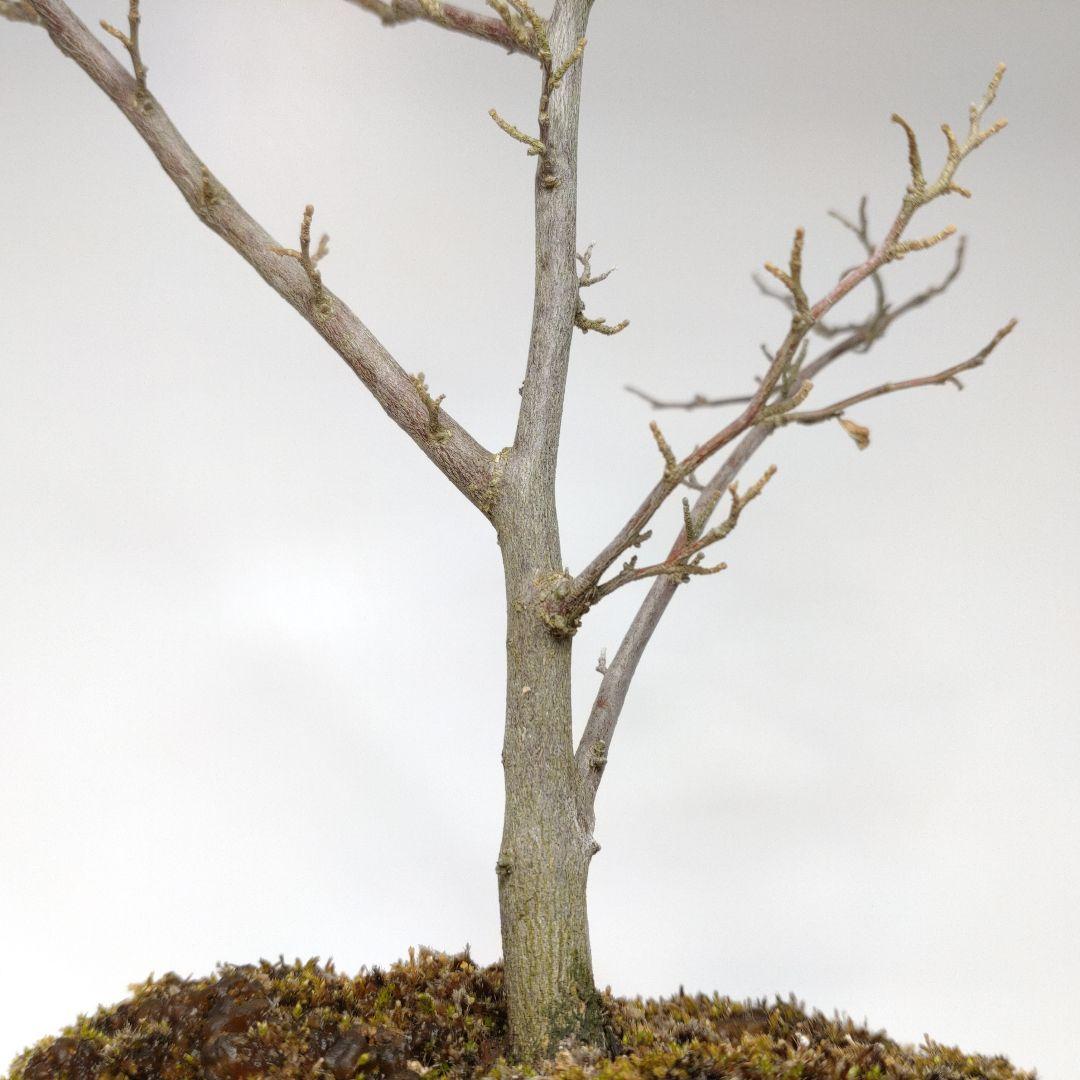 寒樹エゴノキ盆栽 SS015