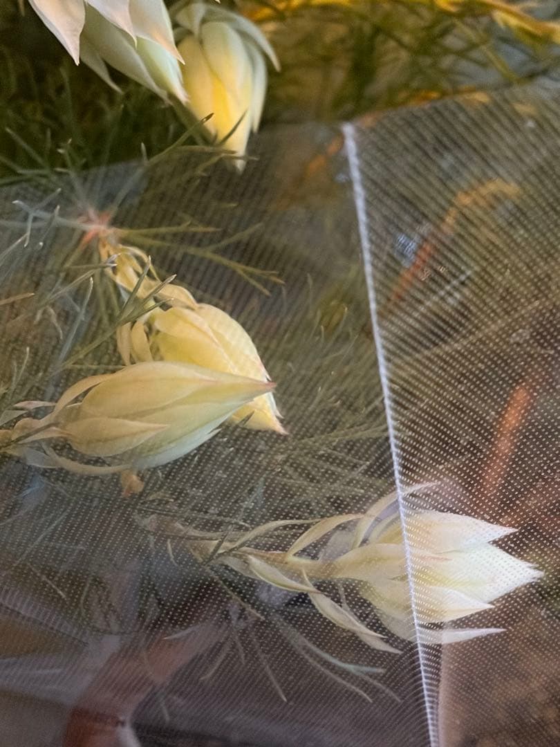 ⚠️ラスト1鉢 ジョーイセルリア 『ブラッシングブライド』 6号鉢 花蕾