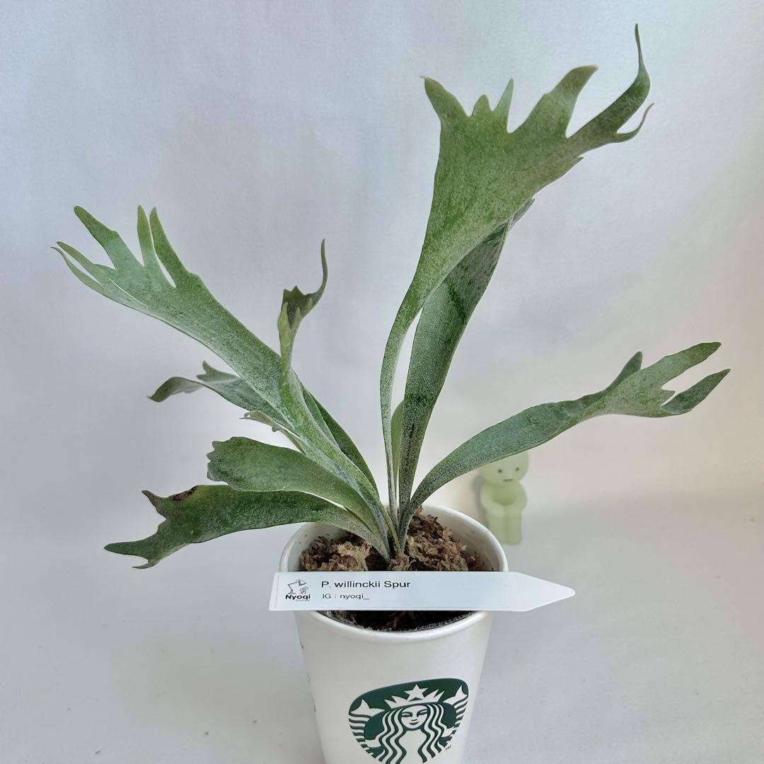 【メルカリ便】P. Willinckii Spur(TC) 【42】