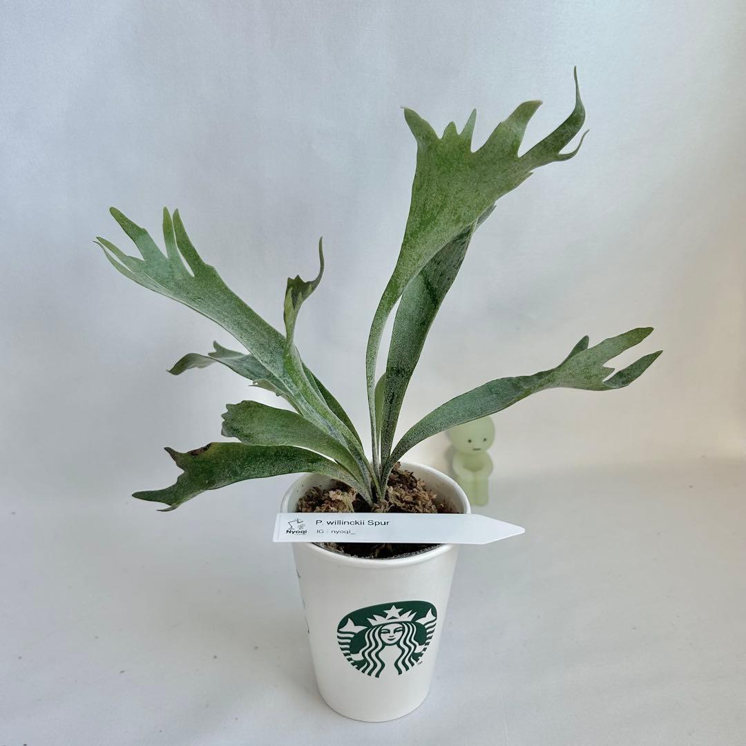 【メルカリ便】P. Willinckii Spur(TC) 【42】
