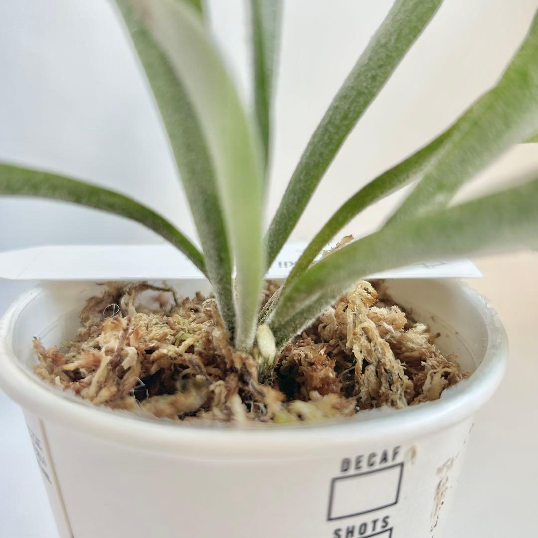 【メルカリ便】P. Willinckii Spur(TC) 【42】