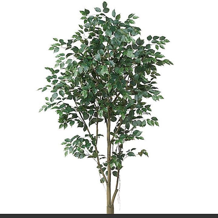 光触媒　人工観葉植物　ウォールグリーン　フェイクグリーン　ベンジャミンフィカスv