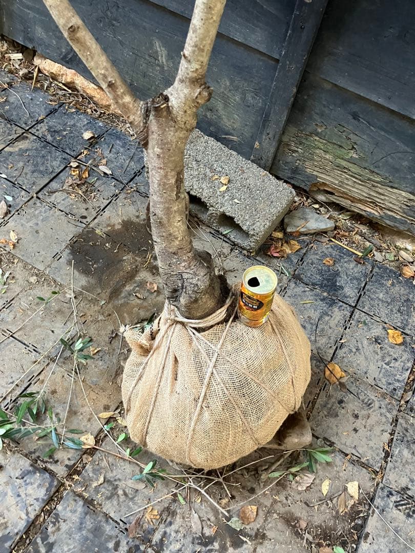 赤花　マンサク